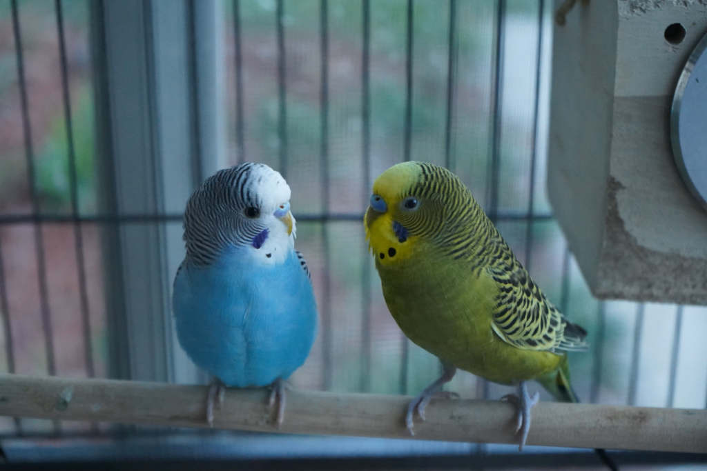Parakeet Land Parakeet Land