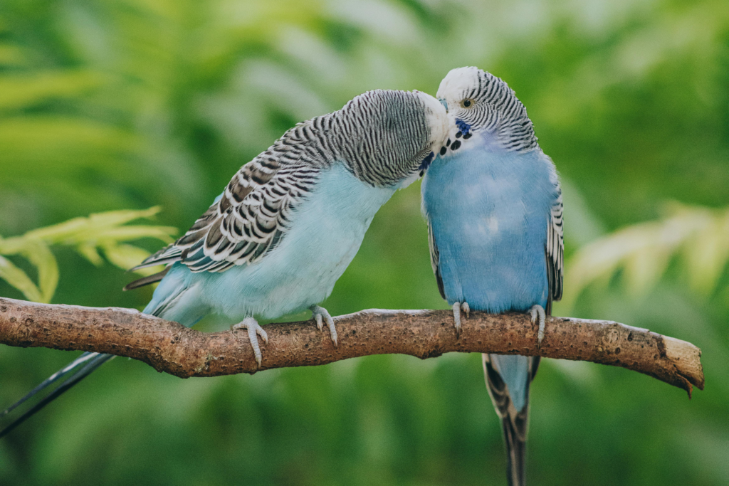 Parakeet Land Parakeet Land